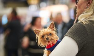 Travelling with a Furry Companion